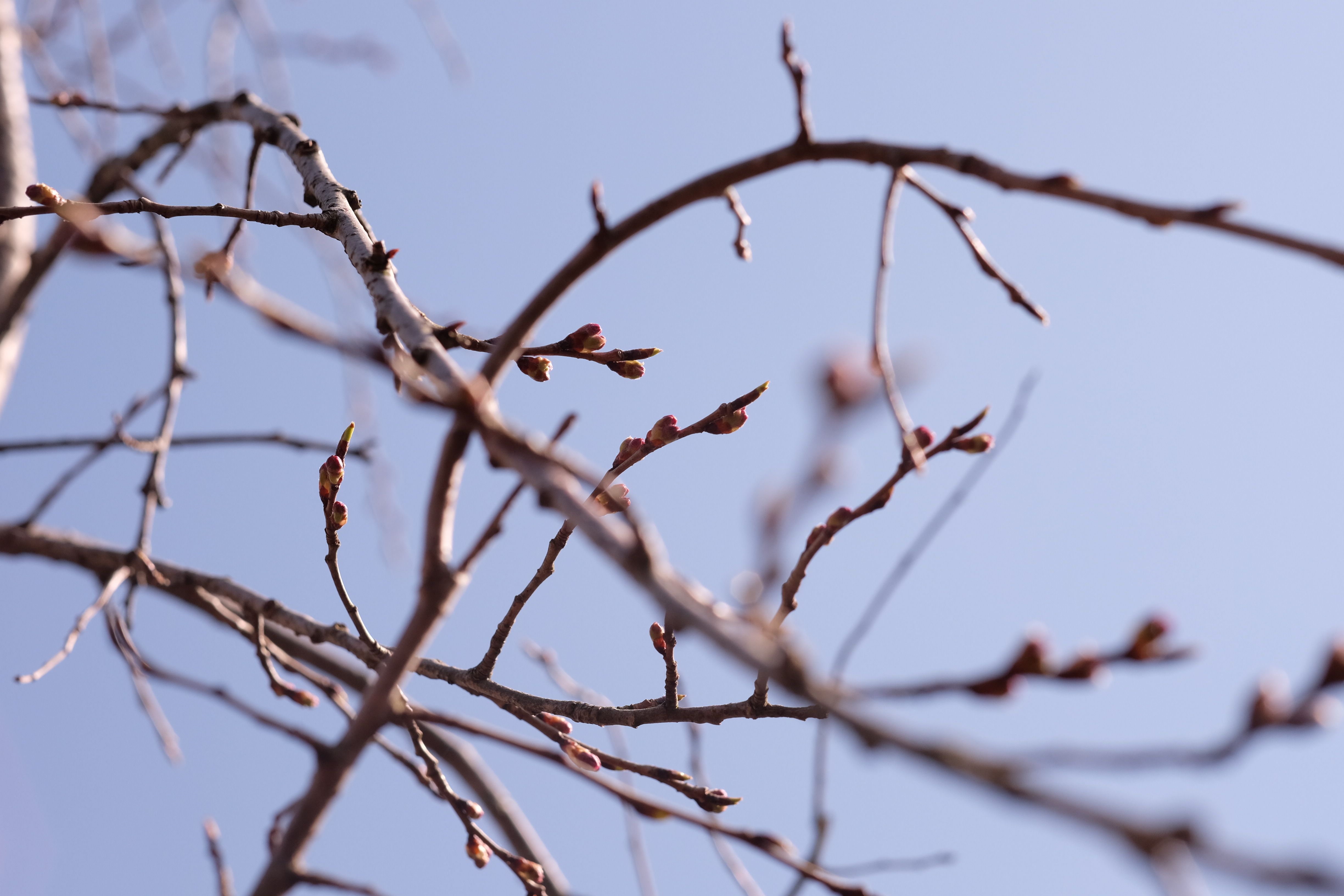 枝垂桜のつぼみ