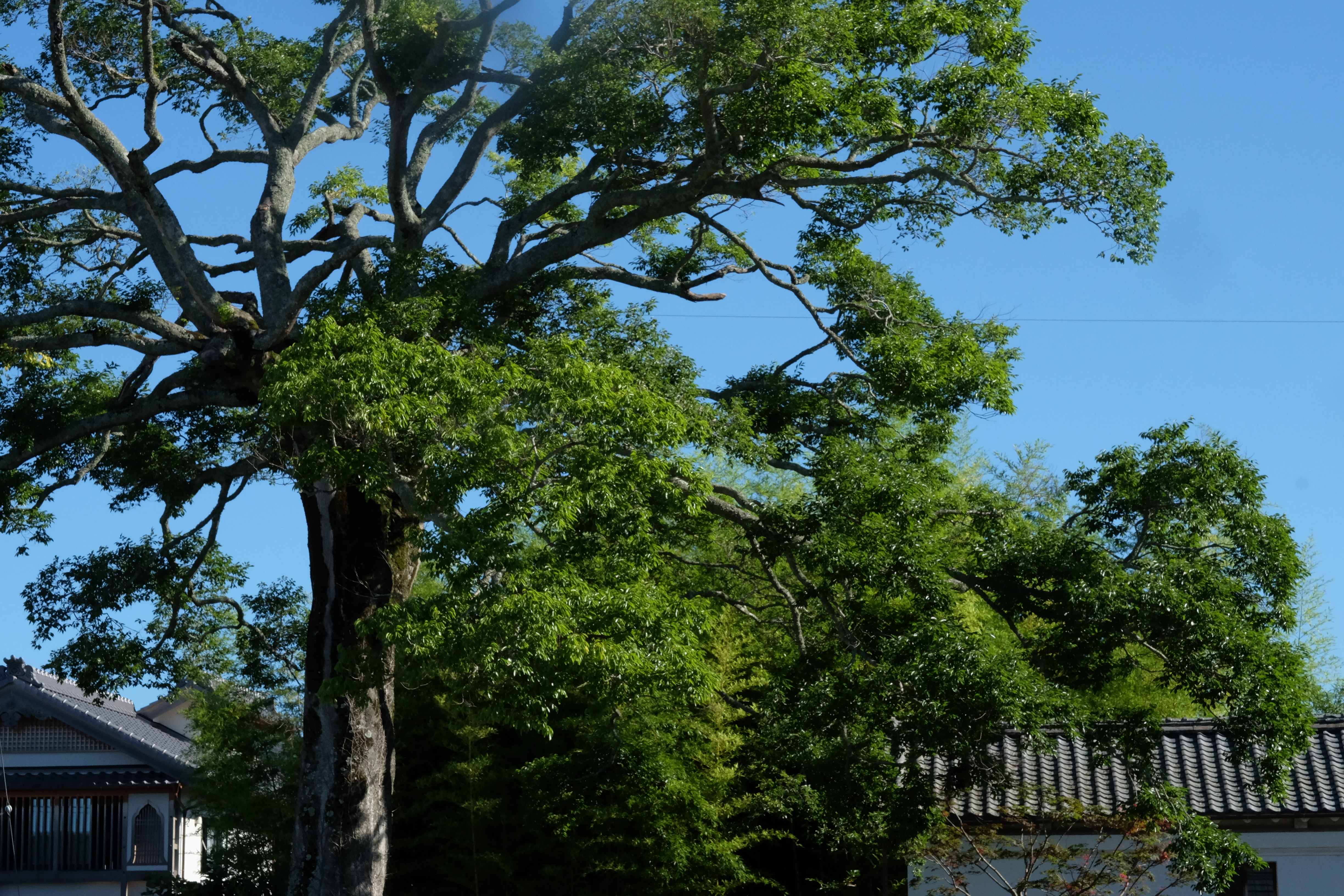 夏本番！ここ西町の樹齢400年エノキと青空
