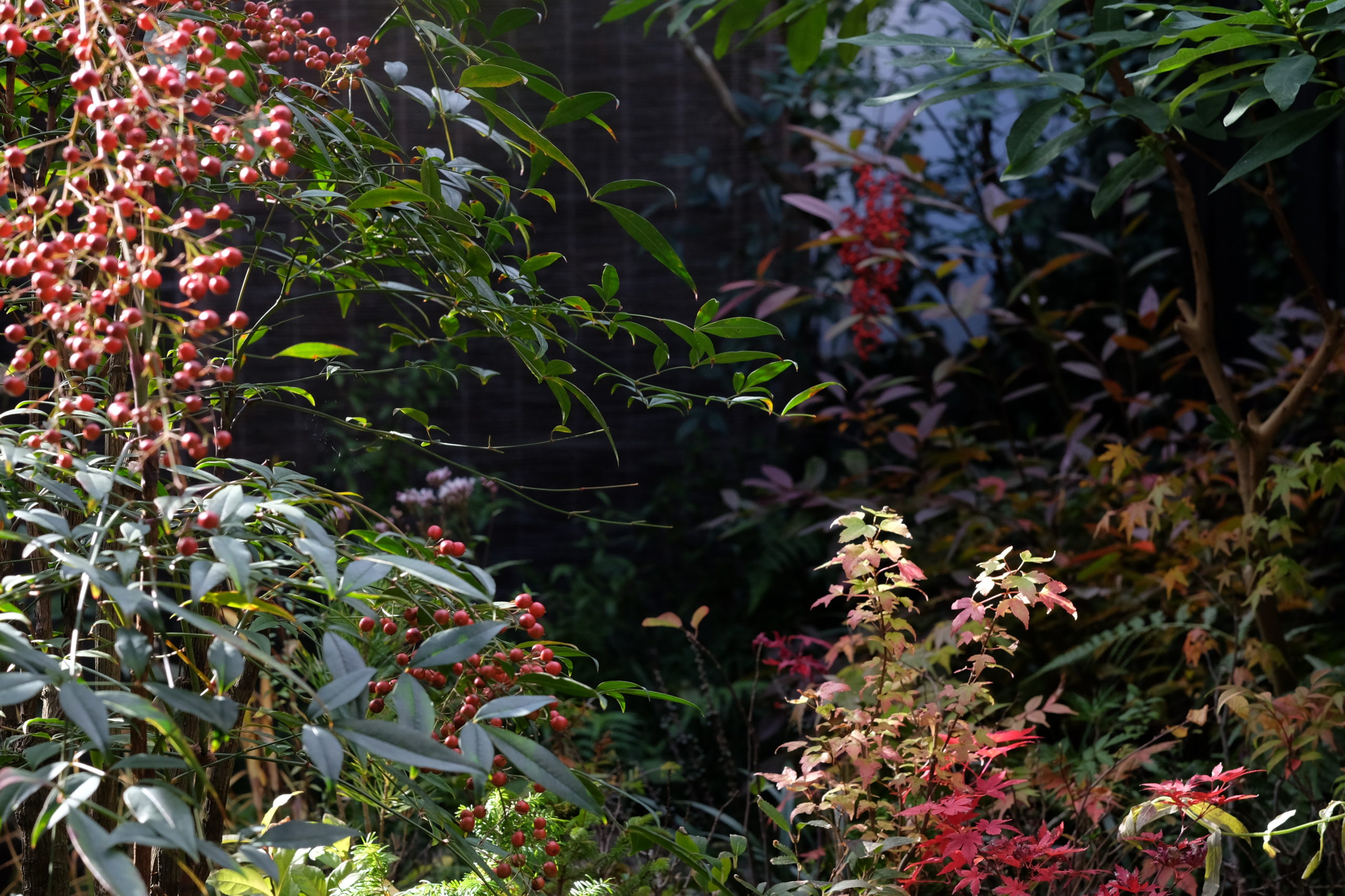 中庭に彩りの秋