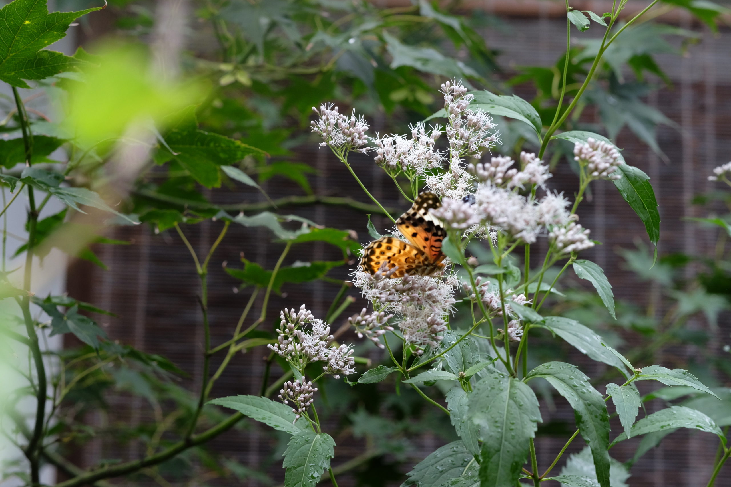 中庭に咲いた藤袴とツマグロヒョウモンの蝶
